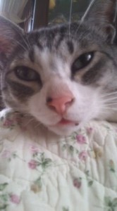 私の相棒！仕事の原動力！ 写真