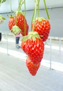 中井先生の「短期集中苺講座」（１） 写真