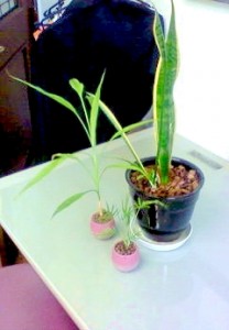 男子三兄弟！ 写真