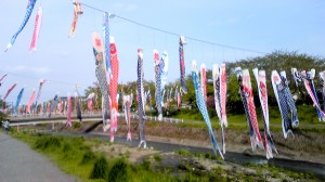 メザシのぼり!? 写真