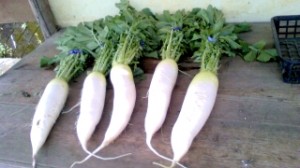 「大根好きの医者いらず！」葉っぱから根もとまで栄養がギッシリ！ 写真