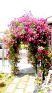 お見事！！ 写真