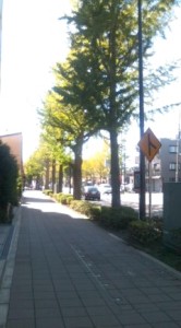 黄金色へと街を彩ります・・・ 写真