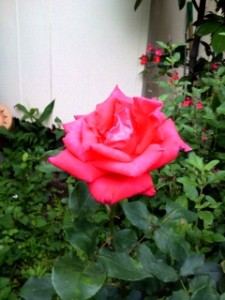 五月のバラ 写真