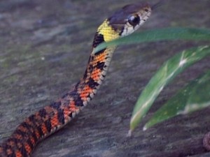 ヤマカガシは「山の蛇」との意味ですって。 写真