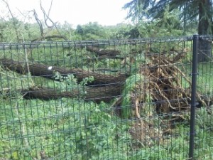 自然の猛威 写真