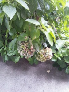 季節外れ!? 写真