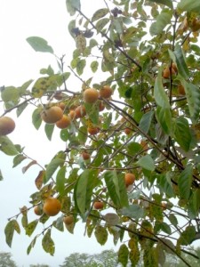 実りの秋＼(^_^)(^_^)／ 写真