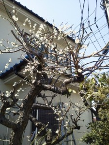 春の日差し 写真