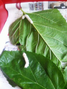 歴史の授業！ 写真