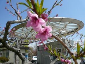 ＝＝桃観に行きました。＝＝ 写真