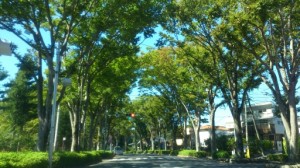 多摩御陵の緑カーテン 写真