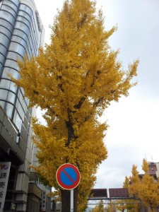 イチョウ並木が色鮮やかでしたので思わず、、、 写真