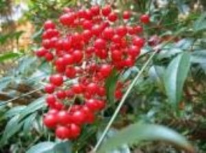 赤い実が綺麗です！ 写真