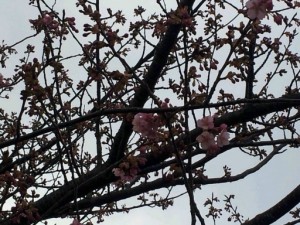 ３月５日・・・雨 写真