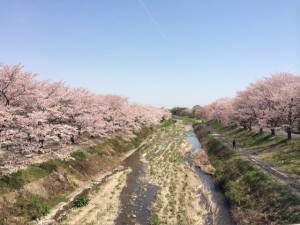すっかり冬も終わり、桜も咲き今は八重桜が綺麗です。 写真