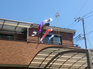 鯉も元気に泳いでます。 写真