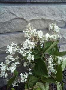 彩りどりの花 写真
