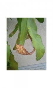 咲きました。 写真