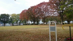 秋ですね。 写真