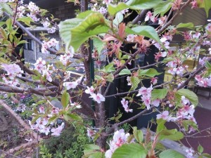 ー　河津桜が満開です！　－ 写真