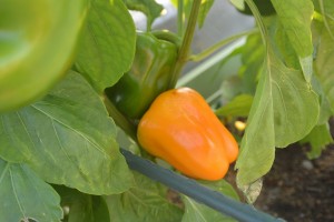 パプリカが色づきました！ 写真