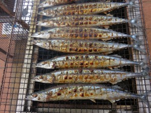 秋の秋刀魚です！ 写真