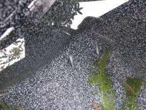 SV八王子のオアシス！！ 写真