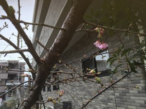 河津桜　開花宣言です！！ 写真