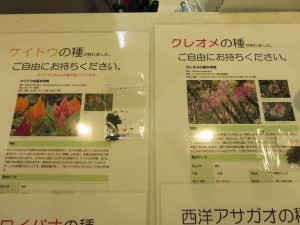 八王子施設で咲いた　種をどうぞ！ 写真