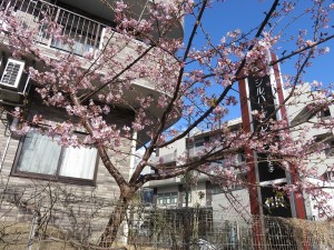 桜　満開になりました！ 写真