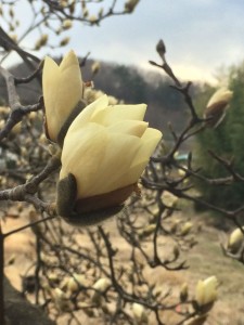 春がそこまで、、、、 写真