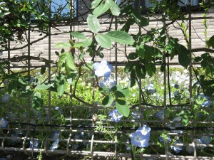 ♪初夏の花♪ 写真