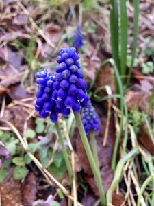 お花見会ももう少し、、、 写真