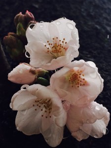 開花宣言？ 写真