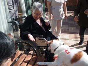 アニマルセラピー 写真