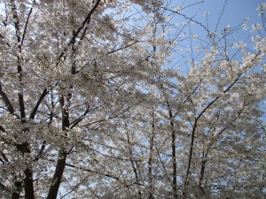 お花見　花より団子！！ 写真