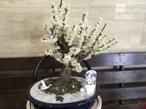 春はもうすぐ、そこまで… 写真