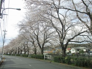 お花見ドライブ 写真