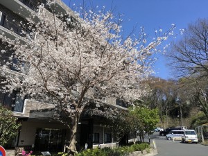 桜　満開！ 写真