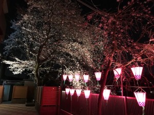 夜桜ライトアップ 写真