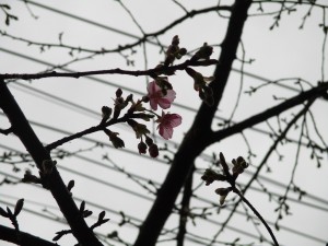 「春が近づいて来た？」 写真