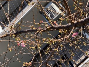 河津さくら 写真