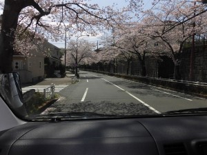 お花見ドライブ 写真