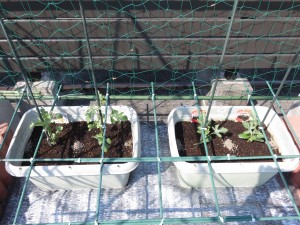 「6階テラス～農園～」 写真