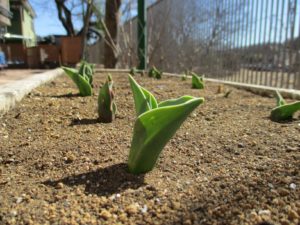 もうすぐ春ですね・・・ 写真