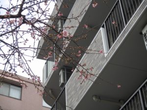 「河津桜」 写真