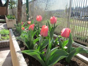 咲きました(^^)v 写真