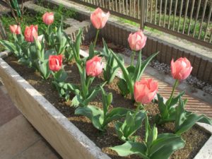 🌷西のテラス園芸🌷 写真