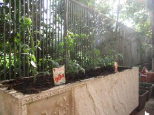 テラス　雑草刈り 写真